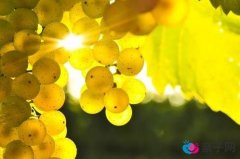 孕期有益水果 孕早期水果食谱推荐 孕期有益水果 孕早期水果食谱推荐