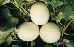 什么瓜类是孕妇可以吃的? 什么瓜类是孕妇可以吃的?