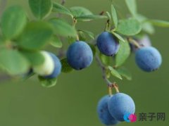 孕妇能吃蓝靛果吗?孕妇吃蓝靛果有什么好处 孕妇能吃蓝靛果吗?孕妇吃蓝靛果有什么好处