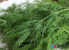 孕妇缺钠怎么补?含钠高的蔬菜和水果 孕妇缺钠怎么补?含钠高的蔬菜和水果