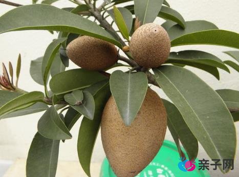孕妇能吃人心果吗？孕妇吃人心果有什么好处