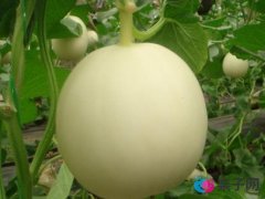 孕妇能吃白兰瓜吗?孕妇吃白兰瓜有什么好处 孕妇能吃白兰瓜吗?孕妇吃白兰瓜有什么好处