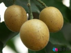 孕妇能吃黄皮果吗?孕妇吃黄皮果有什么好处 孕妇能吃黄皮果吗?孕妇吃黄皮果有什么好处