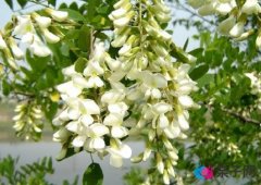 孕妇能吃槐花吗?孕妇能吃槐花蜂蜜吗 孕妇能吃槐花吗?孕妇能吃槐花蜂蜜吗