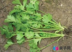 孕妇能吃香菜吗?孕妇吃香菜的做法 孕妇能吃香菜吗?孕妇吃香菜的做法