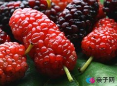 孕妇能吃桑葚吗?孕妇吃桑葚的好处与食用禁忌 孕妇能吃桑葚吗?孕妇吃桑葚的好处与食用禁忌