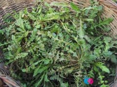孕妇能吃荠菜吗?孕妇吃了荠菜会怎样 孕妇能吃荠菜吗?孕妇吃了荠菜会怎样