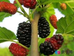 孕妇可以吃桑葚吗?孕妇吃桑葚好吗 孕妇可以吃桑葚吗?孕妇吃桑葚好吗