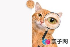 锌和钙可以一起吃吗