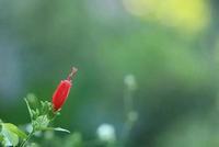 婴儿开胃粥怎么做？