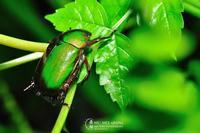 宝宝吃完奶一直打嗝怎么办呢