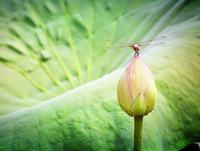 体温计的使用方法