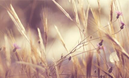 剖腹产刀口去疤该怎么做