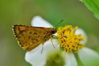 婴儿咳嗽应该吃什么水果比较好