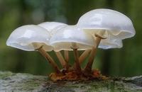 几个月宝宝添加副食