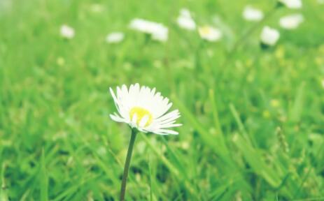 日本婴儿推车品牌