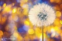 孕妇可以吃灵芝吗?孕妇能吃灵芝吗 孕妇可以吃灵芝吗?孕妇能吃灵芝吗