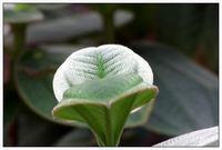嗓子疼孕妇能不能吃西瓜霜 嗓子疼孕妇能不能吃西瓜霜