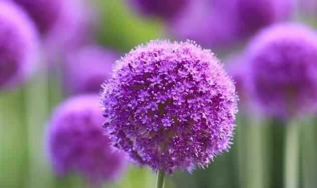 小儿蚕豆病如何治疗