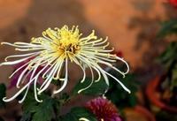 孩子喜欢撒谎怎么办