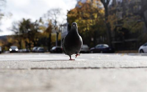 母乳的喂养次数