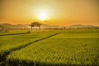 给宝宝熬粥的种类