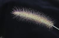 一周岁宝宝一天饮食如何安排