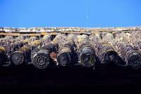 润肤油能降低早产儿死亡发生率？