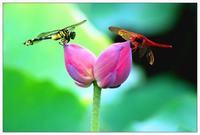 小孩过敏反复要怎么办？