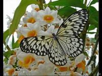 乳头被宝宝吸烂了怎么办