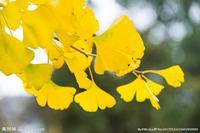 婴儿背带什么样的好