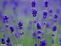 孕妇能不能吃榴莲