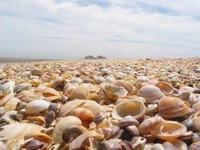 婴儿摇铃的作用