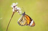 1岁喝什么酸奶比较好？