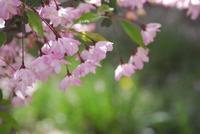 八个月宝宝晚上咳嗽吃什么