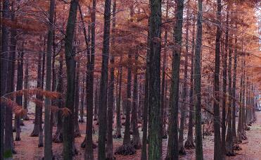 婴儿什么时候吃鱼肝油