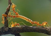 孕妇吃肉皮真的好吗