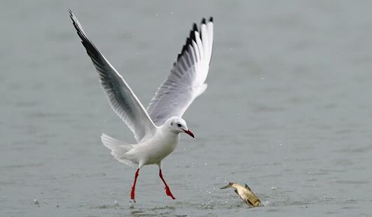 女性药物流产可以吃西瓜吗