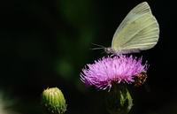 宝宝用安抚奶嘴好不好