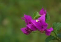 孩子不想上学我该怎么办