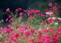 解读宝宝对玩具的占用欲