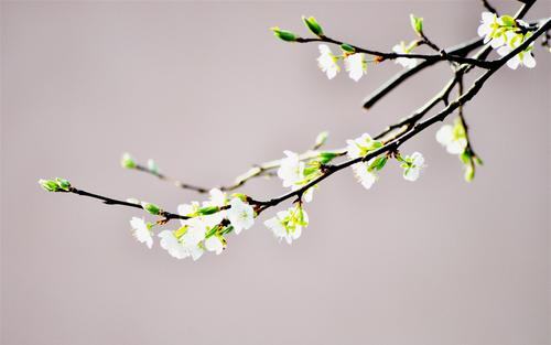 孕妇多喝豆浆好吗?孕妇喝豆浆有什么好处 孕妇多喝豆浆好吗?孕妇喝豆浆有什么好处
