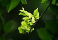 孕妇能不能吃苦瓜?怀孕了能吃苦瓜吗 孕妇能不能吃苦瓜?怀孕了能吃苦瓜吗