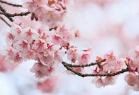 孕妇能不能吃榴莲 孕妇能不能吃榴莲