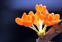 孩子咳嗽的食疗方法是怎样的