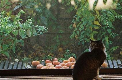 父母吵架比离婚更可怕