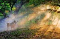 宝宝鼻窦炎是怎么引起的呢