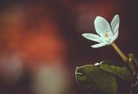 怀孕16周胎儿发育情况，怀孕16周的注意事项