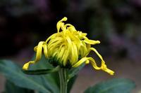 七岁孩子驼背怎么办呢