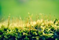 婴儿磨牙期吃什么好呢